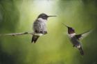 Wake Up Call Hummingbirds