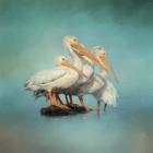 We Are Family White Pelicans