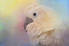 Every Day Is Colorful Umbrella Cockatoo