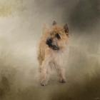 Did I Hear You Say Walk Cairn Terrier
