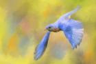 Bluebird Spring Flight