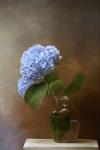 Blue Hydrangea In A Vase