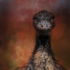 Emu Stare