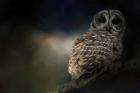Barred Owl On A Winter Night