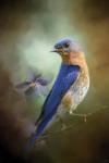 Portait Of A Bluebird