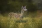 Young Buck In The Meadow