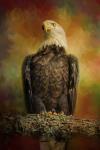 The Bald Eagle In Autumn