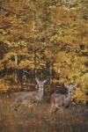 Whitetails In Autumn