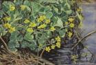 Marsh Marigolds