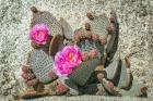 Pink Desert Flower
