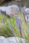 Purple Wild Grass I