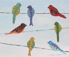 Lovely Colorful Birds On Wires 2