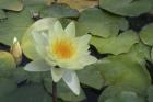 Pond Lily - White