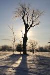 Winter Sun Behind Old Tree
