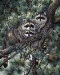 Racoons