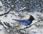 Winter Jay