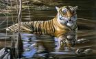 Cooling Off Bengal Tiger