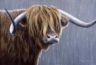 Highland Bull Rainy Day