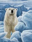Ice Bear Polar Bear