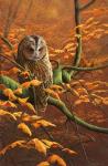 Autumn Tawny Owl