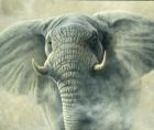 Storm Elephant