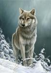 Wolf On The Ridge