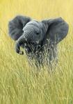 Elephant In The Grass