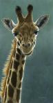 Giraffe Beauty