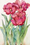 Cherry Red Tulip