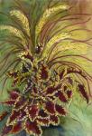 Coleus and Grasses