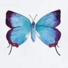 Butterfly Collection Poritia Enycinoides