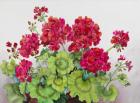 Red Geraniums