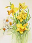 Daffodils- Springs Calling Card