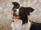 Border Collie 1