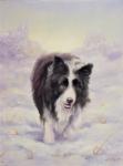 Border Collie 6