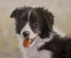 Border Collie 11