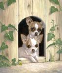Chihuahua's In Doghouse