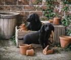 Among the Flower Pots
