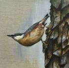 Nuthatch