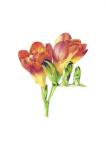 Freesia