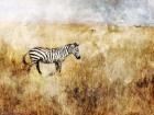 Golden Savanna Zebra