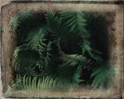 Vintage Framed Lush Ferns