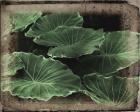 Vintage Framed Lush Hostas