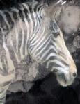 Wistful Zebra Awash