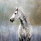 Misty Grey Dappled Horse