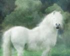 White Wispy Pony