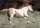 Light Cream Horse In Motion