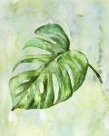 Monstera with Background