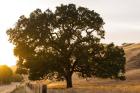 Roadside Oak