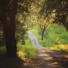 Springtime Afternoon